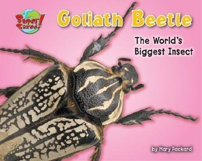 Goliath Beetle