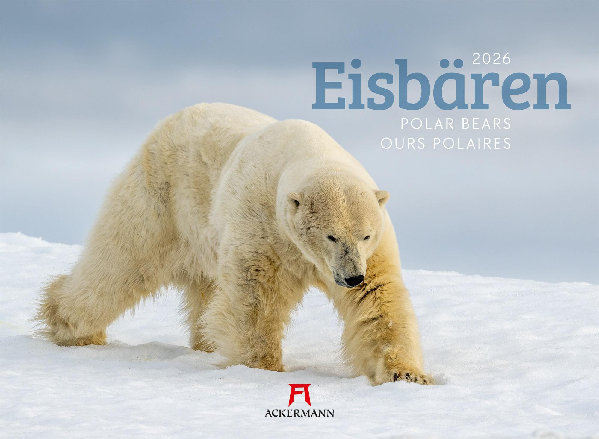 Eisbären Kalender 2026