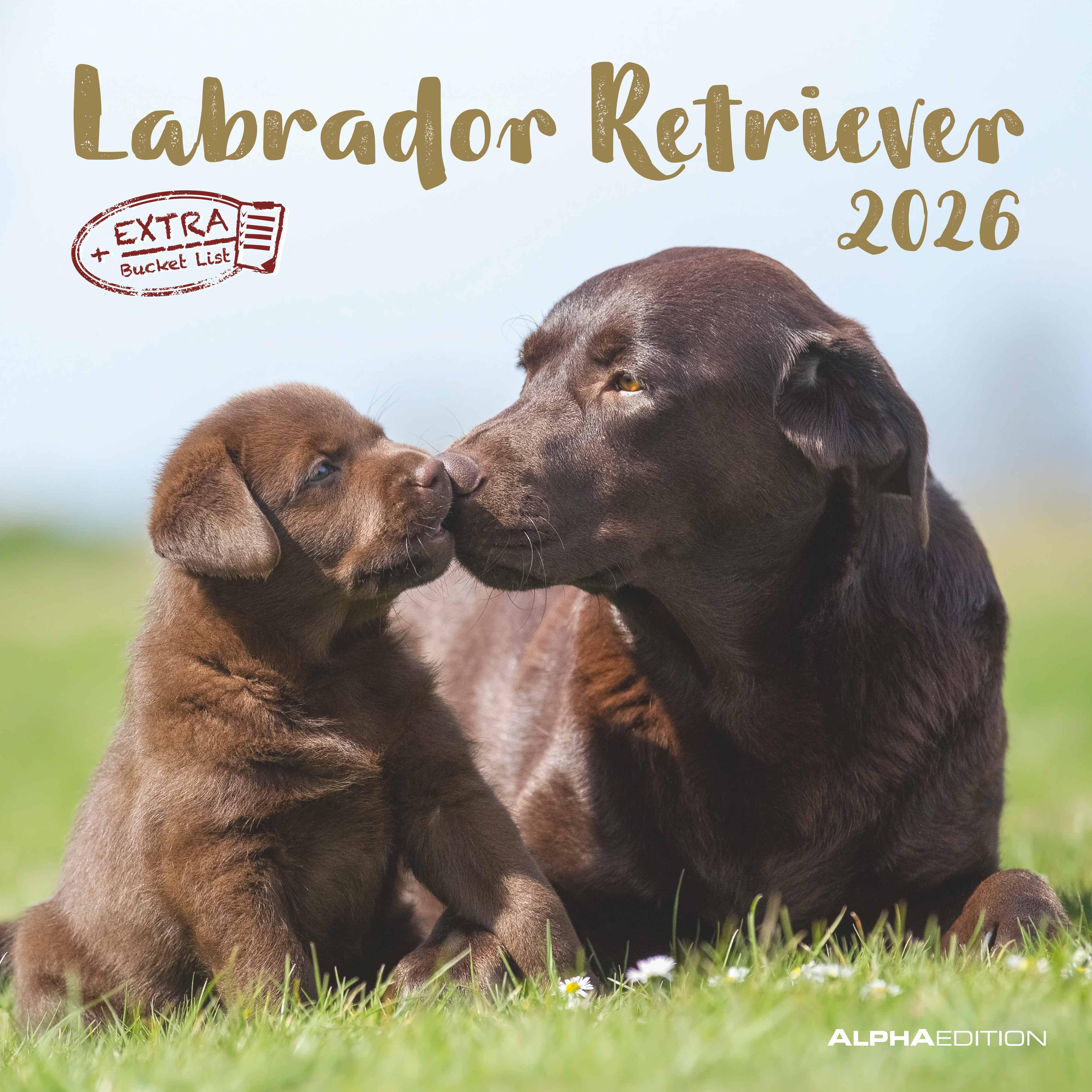 Labrador Retriever 2026 - Broschürenkalender 30x30 cm (30x60 geöffnet) - Kalender mit Platz für Notizen - Dachshund - Bildkalender - Wandplaner - Dackelkalender