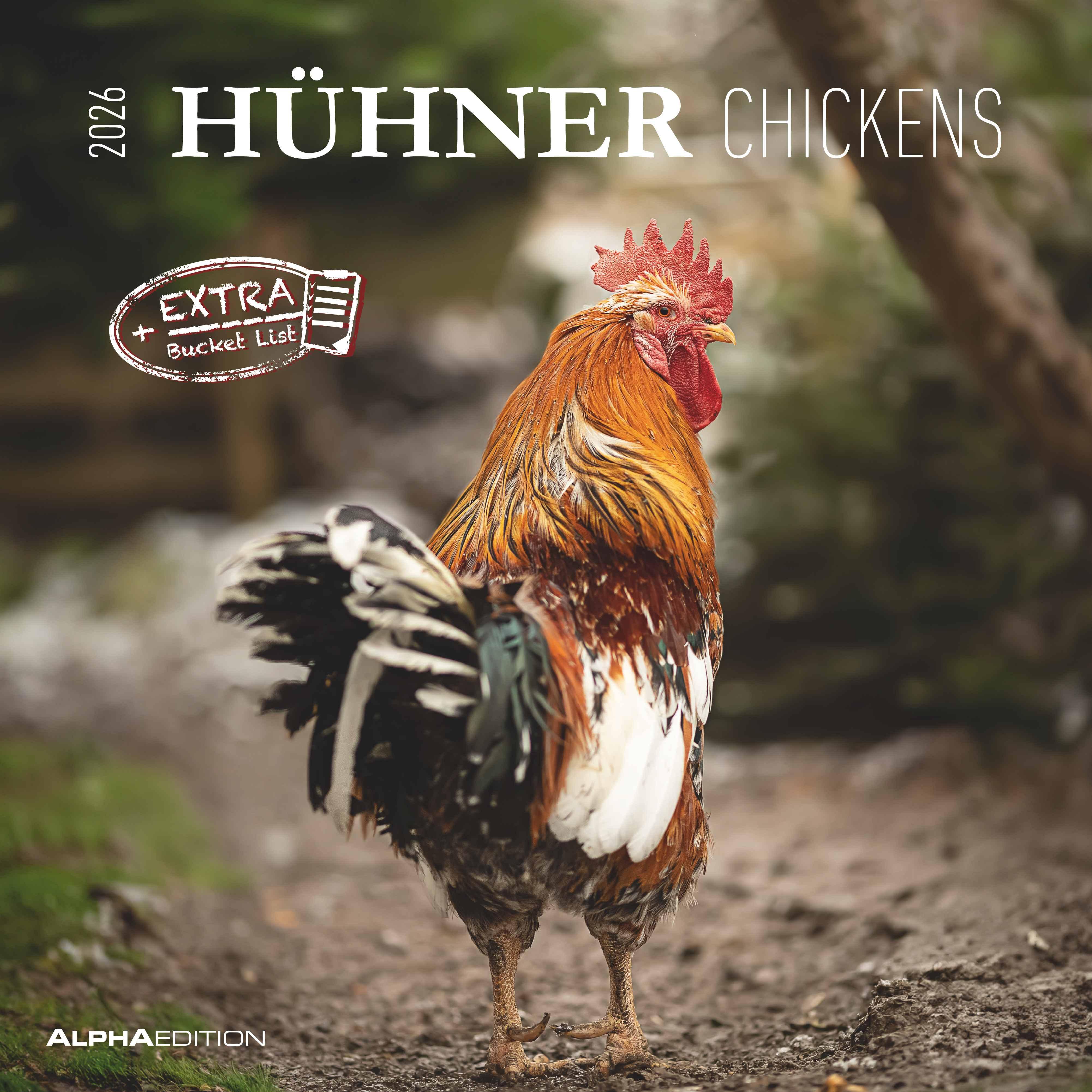 Hühner 2026 - Broschürenkalender 30x30 cm (30x60 geöffnet) - Kalender mit Platz für Notizen - Hühner - Bildkalender - Wandkalender - Hühnerkalender