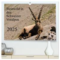 Steinwild in den Schweizer Voralpen (hochwertiger Premium Wandkalender 2025 DIN A2 quer), Kunstdruck in Hochglanz