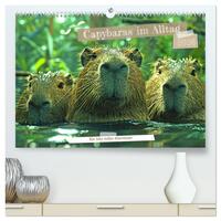 Capybaras im Alltag - Ein Jahr voller Abenteuer (hochwertiger Premium Wandkalender 2026 DIN A2 quer), Kunstdruck in Hochglanz