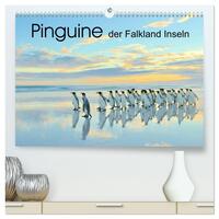Pinguine der Falkland Inseln (hochwertiger Premium Wandkalender 2026 DIN A2 quer), Kunstdruck in Hochglanz