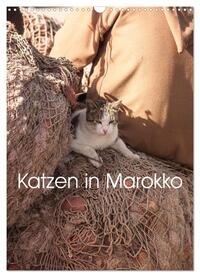 Katzen in Marokko (Wandkalender 2025 DIN A3 hoch), CALVENDO Monatskalender
