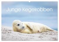 Junge Kegelrobben (Wandkalender 2025 DIN A2 quer), CALVENDO Monatskalender