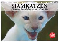 Siamkatzen - Kleiner Frechdachs mit Familie (Wandkalender 2025 DIN A4 quer), CALVENDO Monatskalender