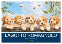 Lagotto Romagnolo - Bilder aus der Kinderstube (Wandkalender 2025 DIN A2 quer), CALVENDO Monatskalender