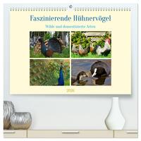 Faszinierende Hühnervögel (hochwertiger Premium Wandkalender 2026 DIN A2 quer), Kunstdruck in Hochglanz