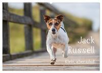 Jack Russell - Klein, aber oho! (Wandkalender 2025 DIN A2 quer), CALVENDO Monatskalender