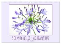 Schmucklilie - Agapanthus (Wandkalender 2025 DIN A3 quer), CALVENDO Monatskalender