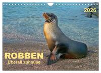 Robben - überall zuhause (Wandkalender 2026 DIN A4 quer), CALVENDO Monatskalender
