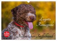 Lagotto Romagnolo - Italienischer Trüffelhund (Wandkalender 2025 DIN A3 quer), CALVENDO Monatskalender