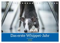 Das erste Whippet-Jahr (Tischkalender 2026 DIN A5 quer), CALVENDO Monatskalender