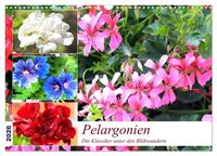 Pelargonien. Die Klassiker unter den Blühwundern (Wandkalender 2026 DIN A3 quer), CALVENDO Monatskalender