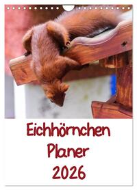 Vorderes Coverbild Eichhörnchen Planer 2026 (Wandkalender 2026 DIN A4 hoch), CALVENDO Monatskalender