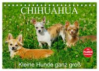 Chihuahua - Kleine Hunde ganz groß (Tischkalender 2025 DIN A5 quer), CALVENDO Monatskalender