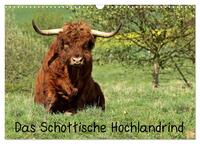 Das Schottische Hochlandrind (Wandkalender 2025 DIN A3 quer), CALVENDO Monatskalender