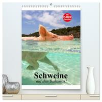 Schweine auf den Bahamas! (hochwertiger Premium Wandkalender 2026 DIN A2 hoch), Kunstdruck in Hochglanz