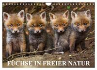 Füchse in freier Natur (Wandkalender 2025 DIN A4 quer), CALVENDO Monatskalender