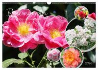 Rosensommer (Wandkalender 2025 DIN A3 quer), CALVENDO Monatskalender