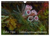 Rotes Meer - Unterwasserimpressionen (Wandkalender 2026 DIN A4 quer), CALVENDO Monatskalender