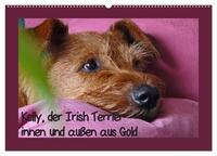 Kelly, der Irish Terrier - innen und außen aus Gold (Wandkalender 2026 DIN A2 quer), CALVENDO Monatskalender