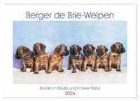 Berger de Brie - Welpen (Wandkalender 2026 DIN A2 quer), CALVENDO Monatskalender