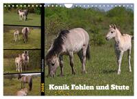 Mutterliebe - Konik Fohlen und Stute (Wandkalender 2026 DIN A4 quer), CALVENDO Monatskalender