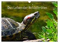 Das Leben der Schildkröten (Wandkalender 2025 DIN A3 quer), CALVENDO Monatskalender