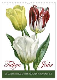 Tulpen - Jahr (Wandkalender 2025 DIN A3 hoch), CALVENDO Monatskalender