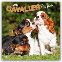Cavalier King Charles Spaniel Puppies – Cavalier King Charles Spaniel Welpen 2026 – 16-Monatskalender
