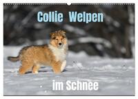 Collie Welpen im Schnee (Wandkalender 2025 DIN A2 quer), CALVENDO Monatskalender