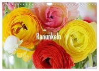 Ranunkeln (Wandkalender 2025 DIN A4 quer), CALVENDO Monatskalender