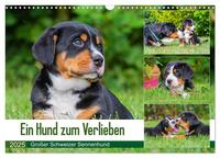 Ein Hund zum Verlieben - Großer Schweizer Sennenhund (Wandkalender 2025 DIN A3 quer), CALVENDO Monatskalender