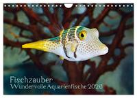 Fischzauber - Wundervolle Aquarienfische (Wandkalender 2026 DIN A4 quer), CALVENDO Monatskalender