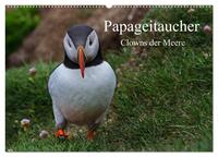Papageitaucher Clowns der Meere (Wandkalender 2026 DIN A2 quer), CALVENDO Monatskalender