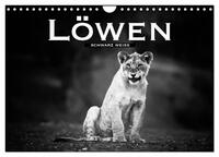 Löwen schwarz weiß (Wandkalender 2025 DIN A4 quer), CALVENDO Monatskalender