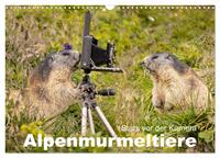 Alpenmurmeltiere - Stars vor der Kamera (Wandkalender 2026 DIN A3 quer), CALVENDO Monatskalender