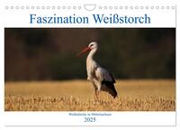 Vorderes Coverbild Faszination Weißstorch (Wandkalender 2025 DIN A4 quer), CALVENDO Monatskalender