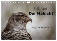 Falknerei Der Habicht (Wandkalender 2025 DIN A4 quer), CALVENDO Monatskalender
