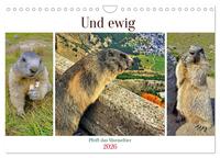 Vorderes Coverbild Und ewig pfeift das Murmeltier (Wandkalender 2026 DIN A4 quer), CALVENDO Monatskalender