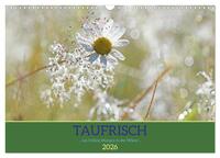 Taufrisch ... am frühen Morgen in der Wiese (Wandkalender 2026 DIN A3 quer), CALVENDO Monatskalender