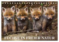 Füchse in freier Natur (Tischkalender 2025 DIN A5 quer), CALVENDO Monatskalender