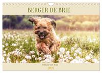 Berger de Brie - Fellnase mit Herz (Wandkalender 2025 DIN A4 quer), CALVENDO Monatskalender