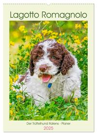 Lagotto Romagnolo - Der Trüffelhund Italiens - Planer (Wandkalender 2025 DIN A2 hoch), CALVENDO Monatskalender