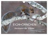 EICHHÖRNCHEN (Wandkalender 2025 DIN A4 quer), CALVENDO Monatskalender
