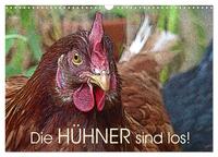 Die Hühner sind los! (Wandkalender 2026 DIN A3 quer), CALVENDO Monatskalender