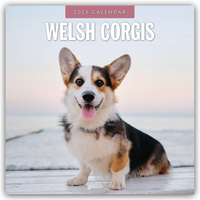 Welsh Corgis – Welsh Corgi 2026 – 16-Monatskalender