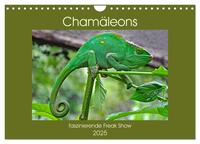 Chamäleons - faszinierende Freak Show (Wandkalender 2025 DIN A4 quer), CALVENDO Monatskalender