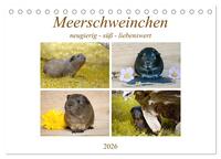 MEERSCHWEINCHEN neugierig - süß - liebenswert (Tischkalender 2026 DIN A5 quer), CALVENDO Monatskalender